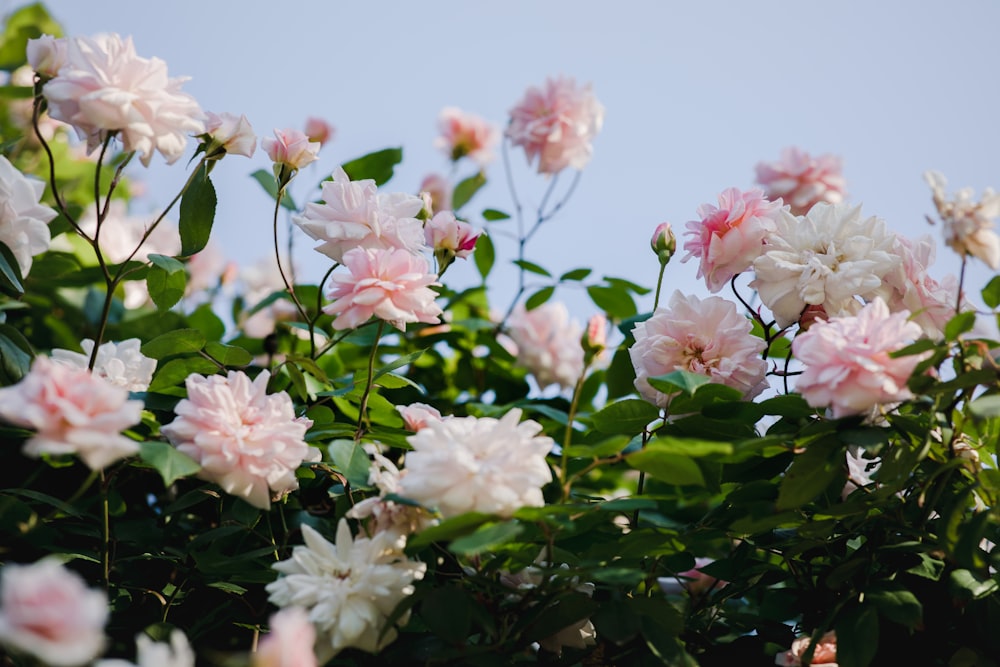 pink petaled flower