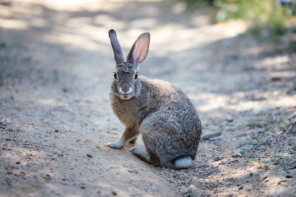 gray rabbit on road