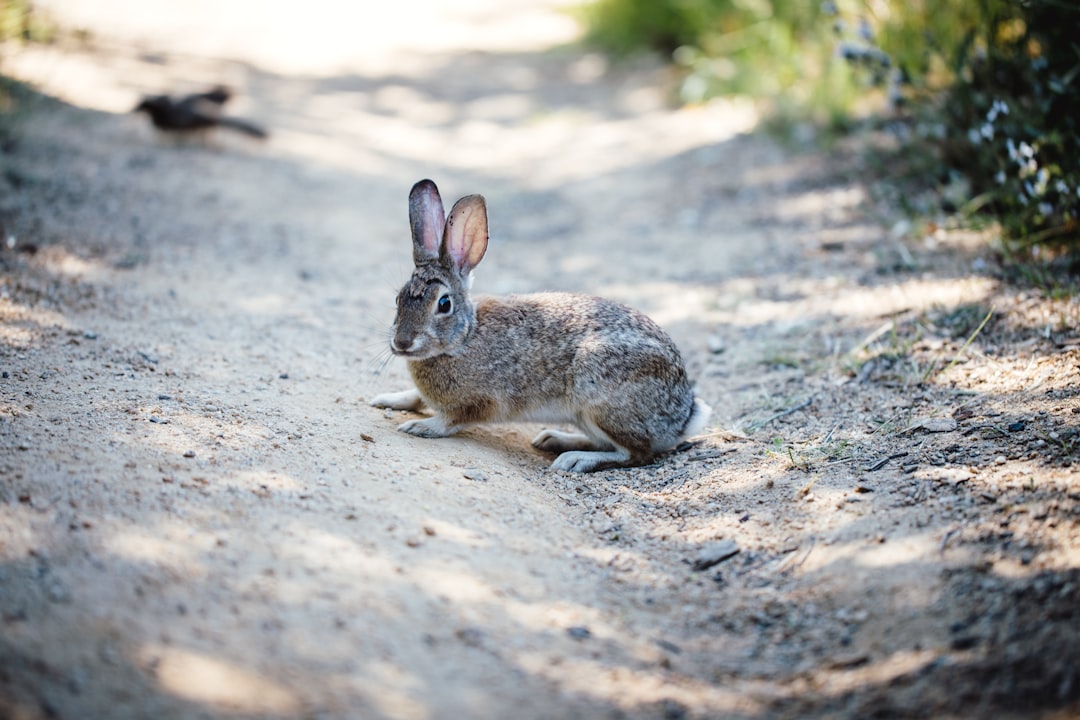 gray rabbit