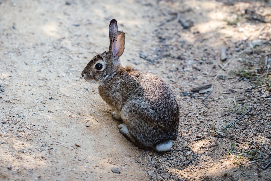 gray rabbit