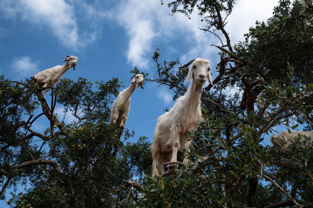 three white sheeps