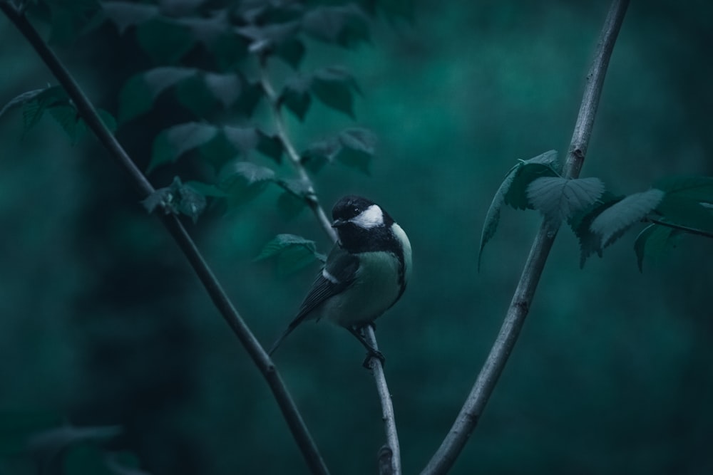 bird perching on tree