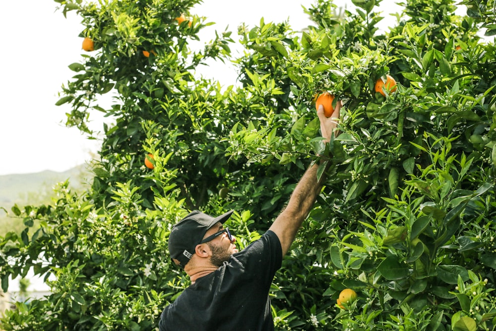 man in in black shirt picking up orange fruit fruit tree
