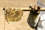 A close-up of a beekeeper holding a wooden frame covered with bees. The bees are clustering around the honeycomb, which is partially filled with honey. The beekeeper is wearing protective clothing, including gloves.