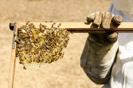Close-up of a beekeeper gently inspecting a honeycomb frame buzzing with bees.