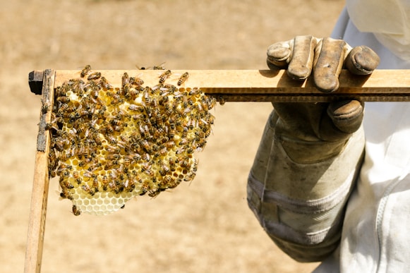 A close-up of a beekeeper's hands gently holding a honeycomb frame filled with bees.