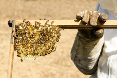 Close-up of a beekeeper gently holding a honeycomb frame buzzing with bees.