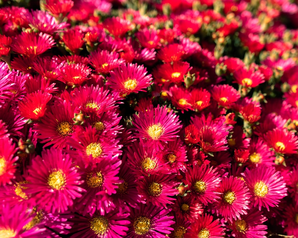 Haufen rosa Gänseblümchen