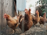 five brown hens on ground beside fence