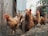 five brown hens on ground beside fence