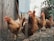 five brown hens on ground beside fence