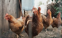 five brown hens on ground beside fence