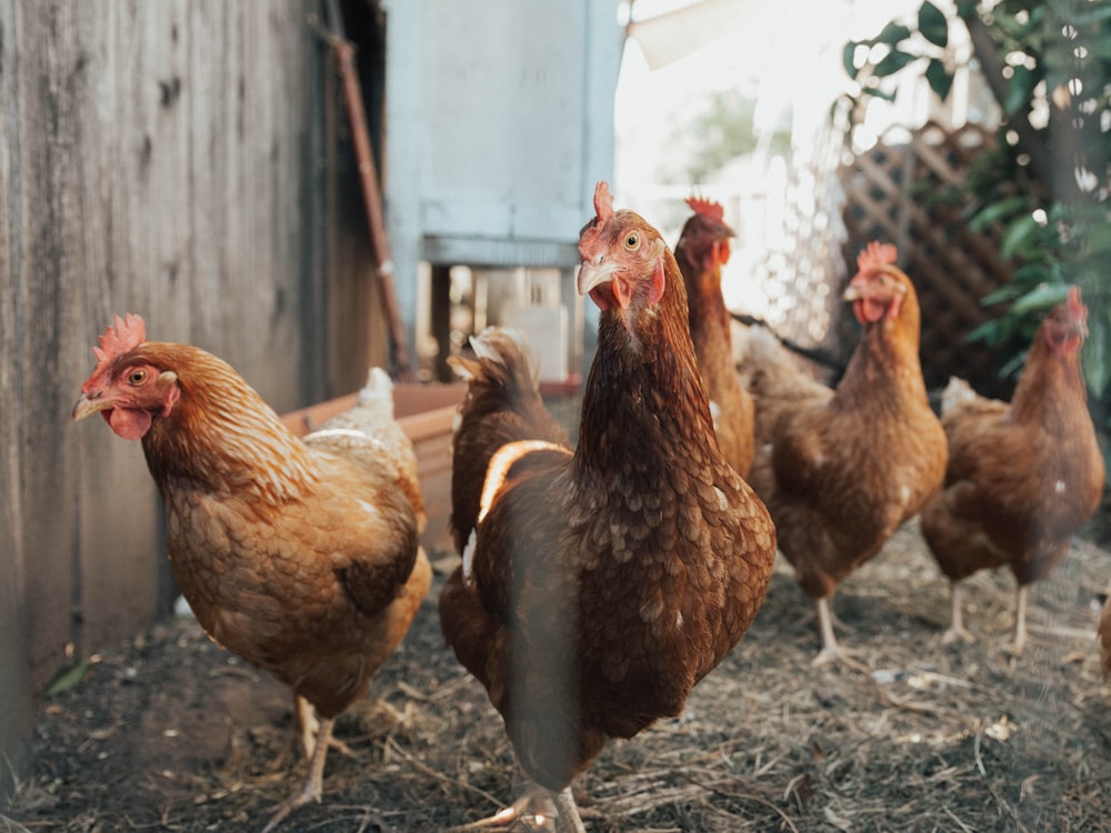 five brown hens on ground beside fence