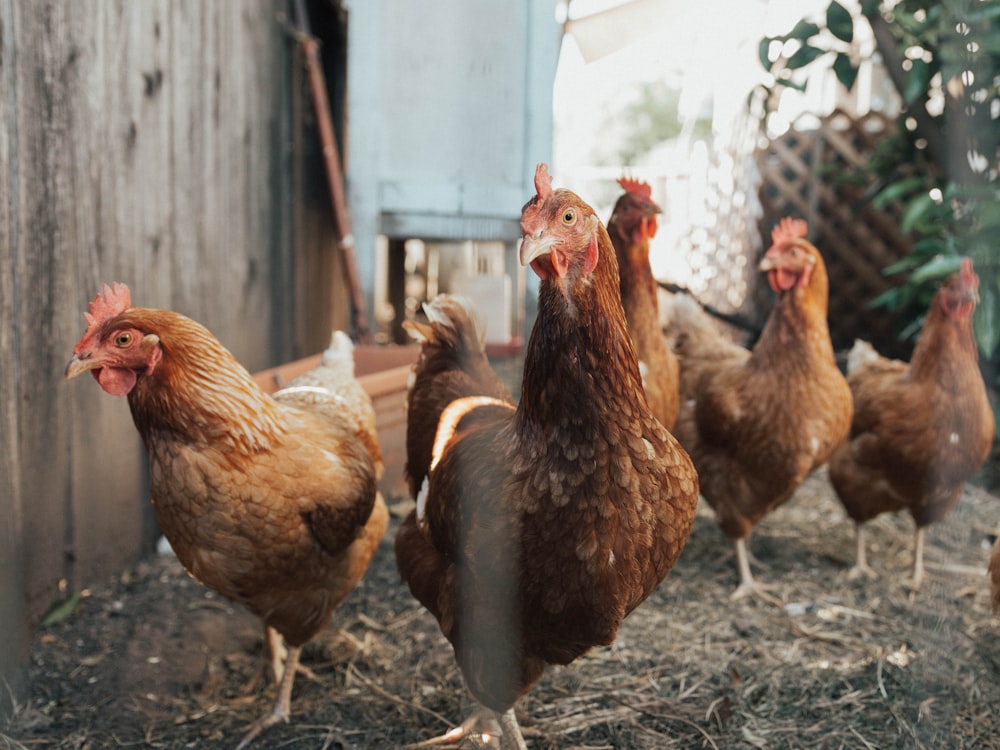 Fünf braune Hühner auf dem Boden neben einem Zaun
