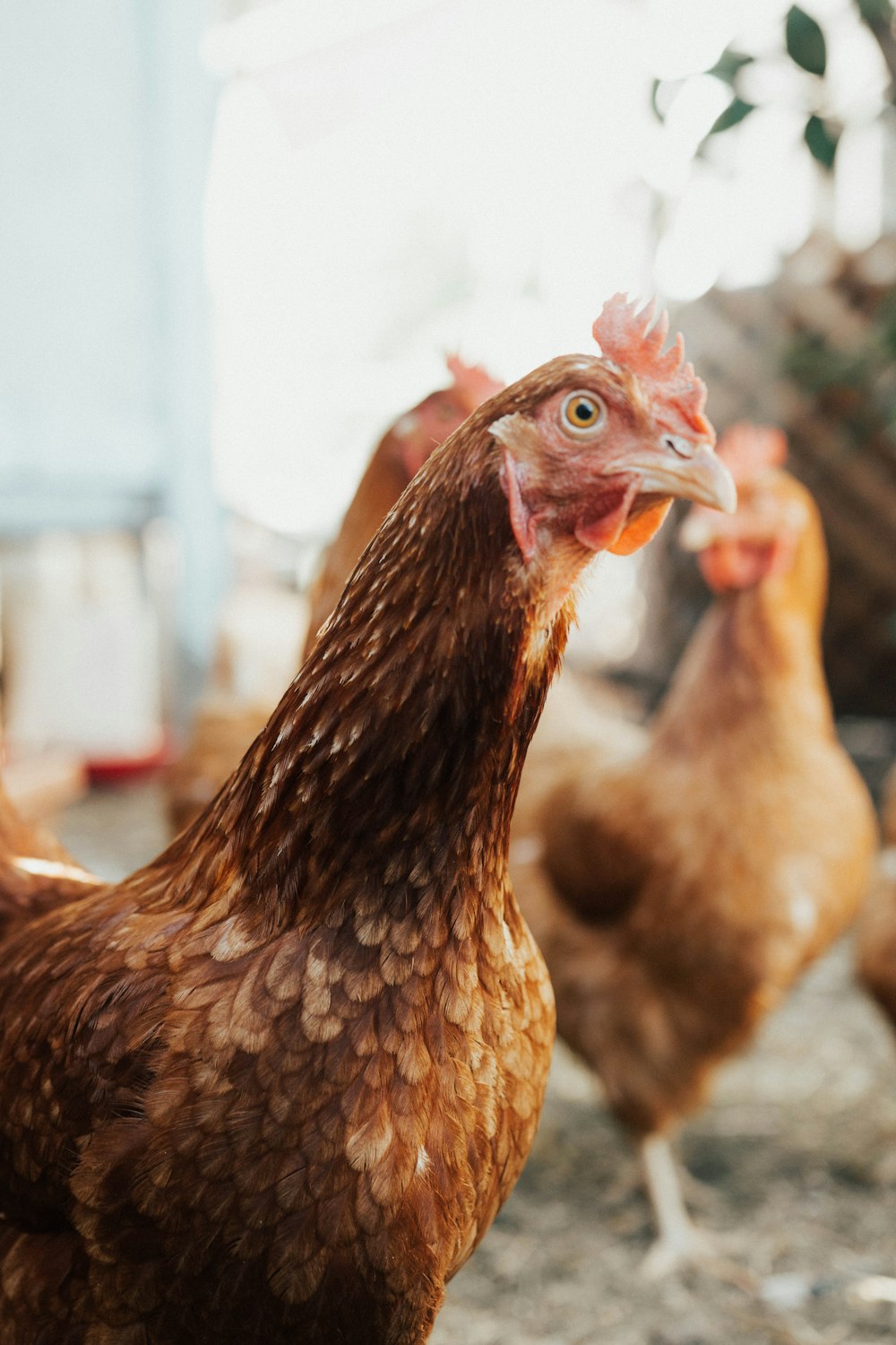 brown hen