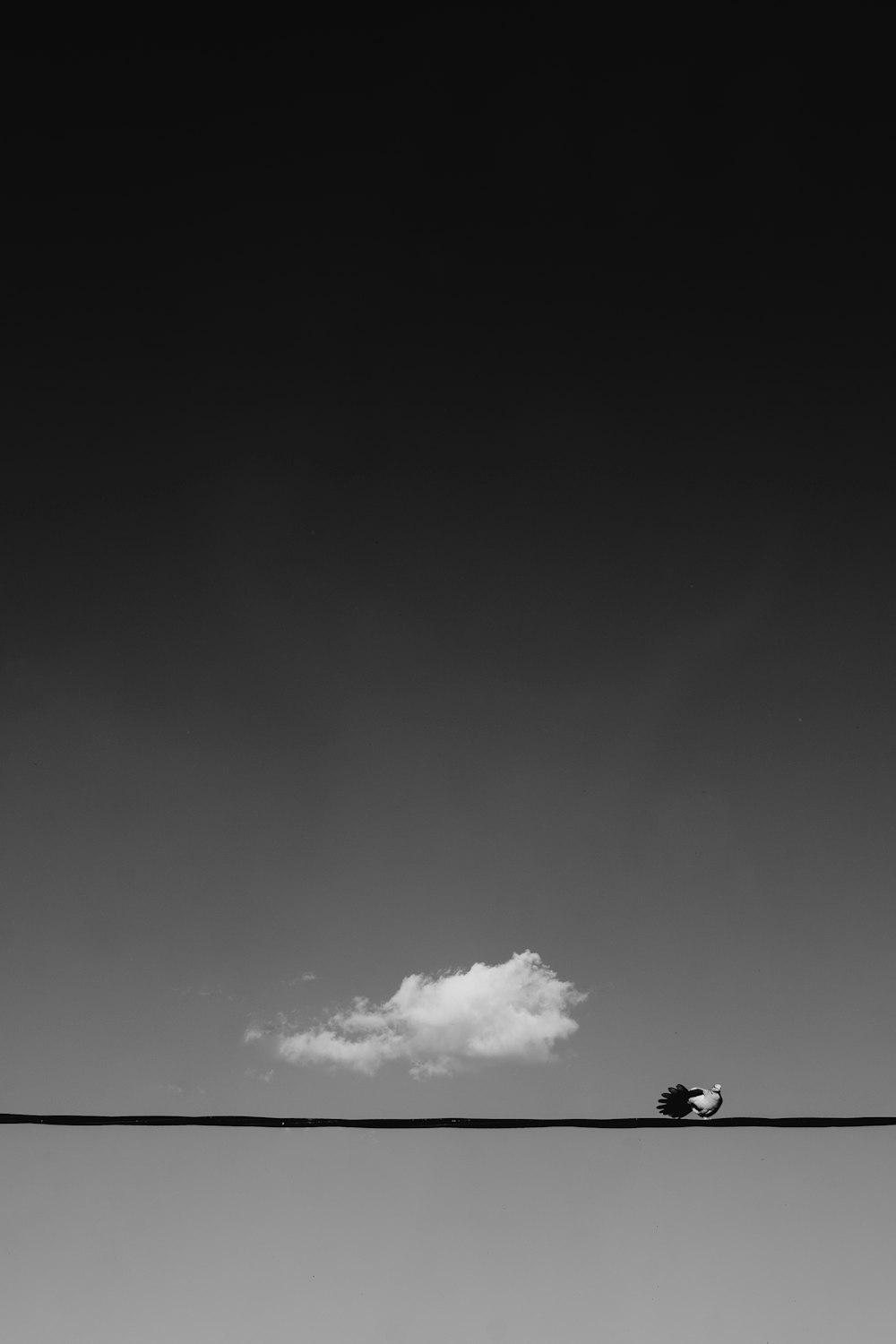 white and black bird perched on wire