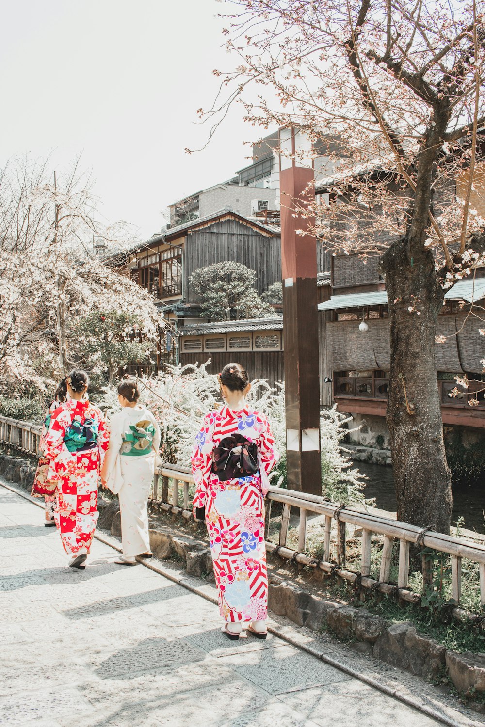 three women in kimonos walking on cherry blossom lined pathway
