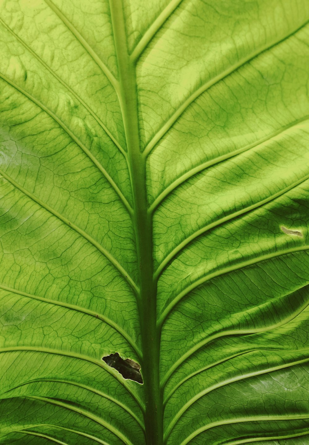 close-up of a green leaf