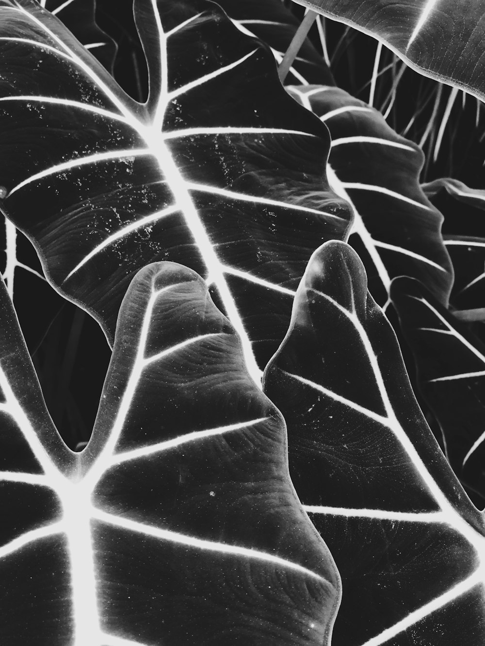 a black and white photo of a large leaf