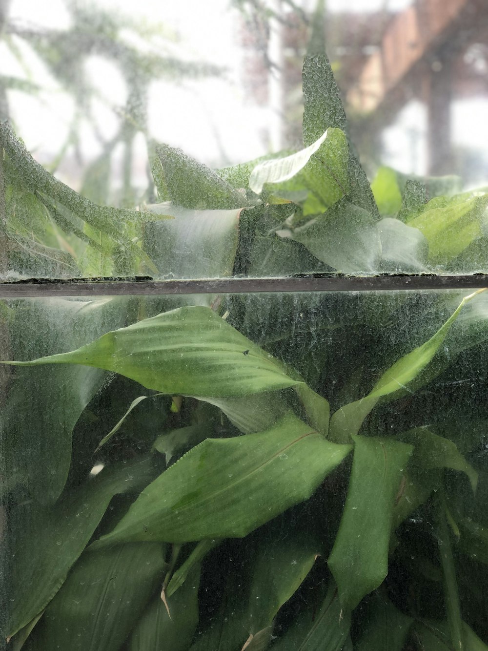 green-leafed plant