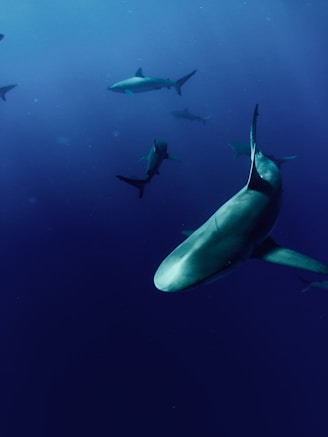 Bucear con tiburones