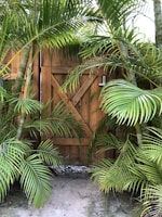 A wooden gate is surrounded by lush green palm leaves, creating a tropical and secluded atmosphere. The gate features a cross-brace design, and a keypad lock is visible on the side.