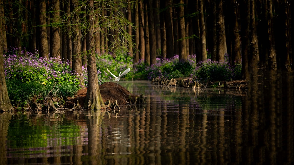 white bird perched on rock in river surrounded with trees