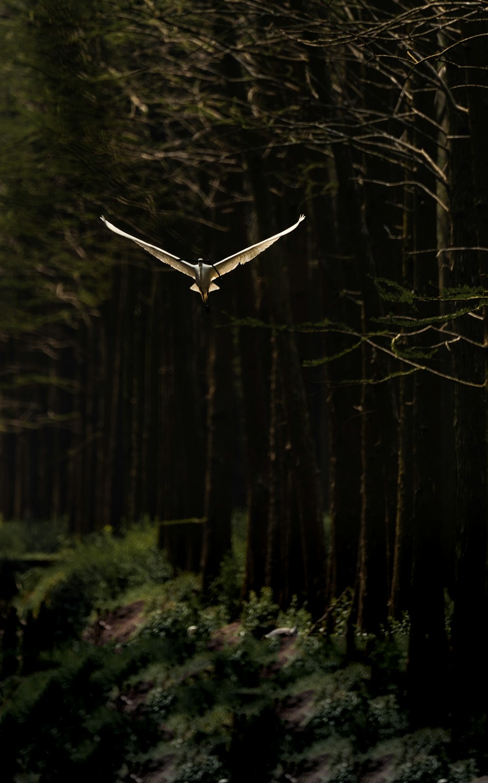 white bird flying near brown tree