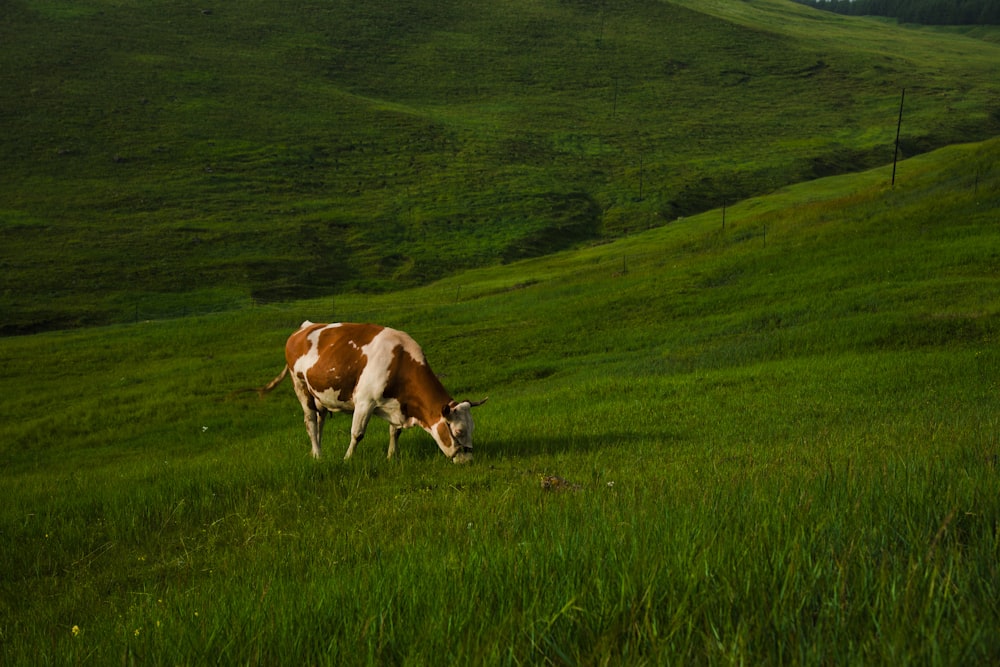 white and brown cattle on green grass field