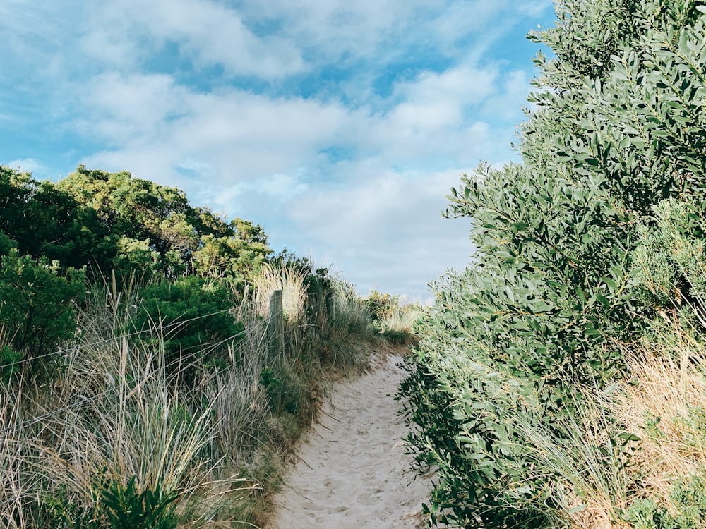 landscape of a trail on a field