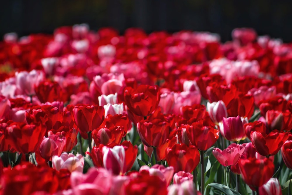 red tulips in bloom