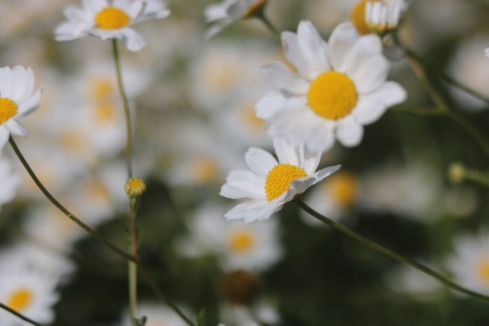 weiße Blüten blühen