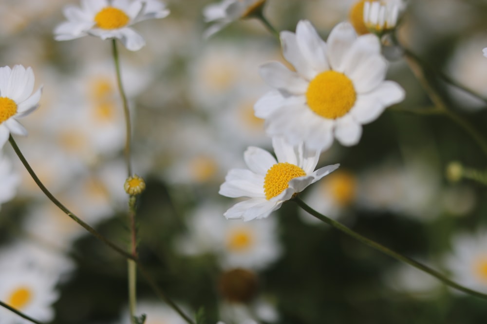 white flowers blooming