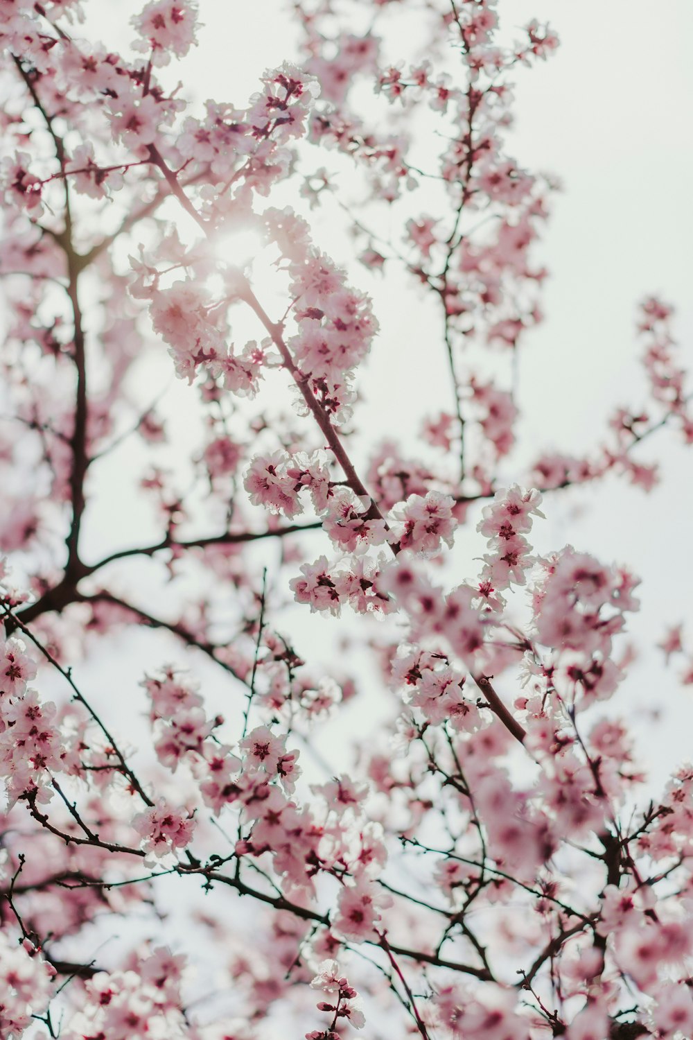 pink and white petaled flower