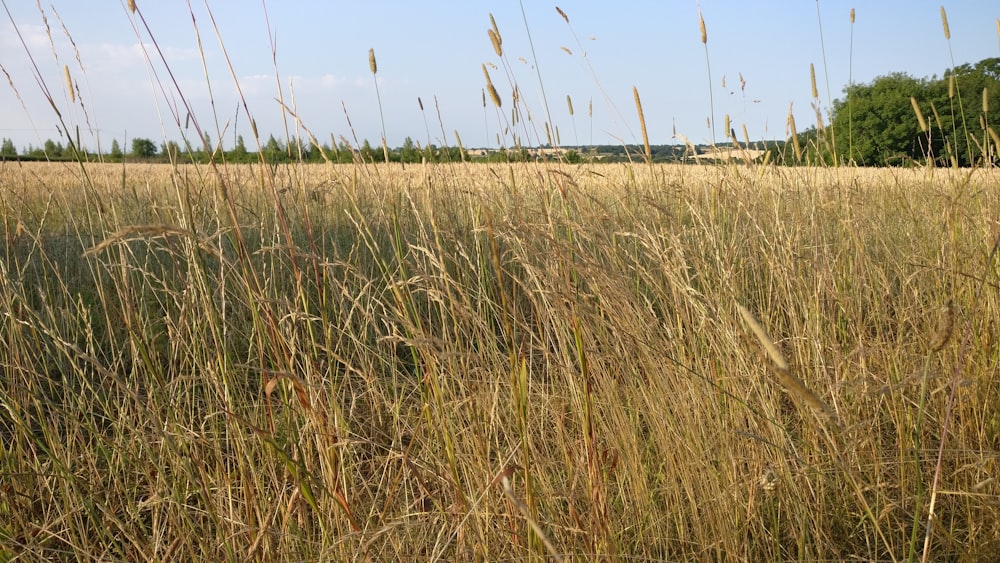 brown grass field