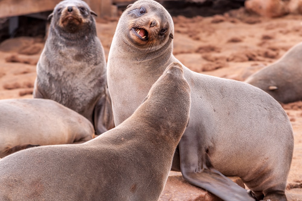 seals on sand during daytime