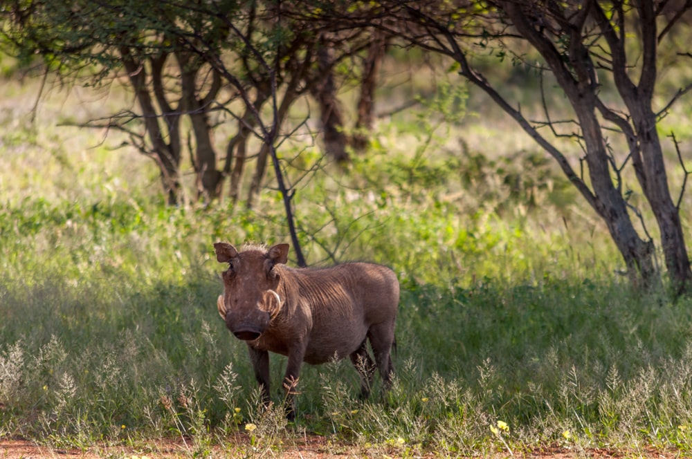 brown pig near trees