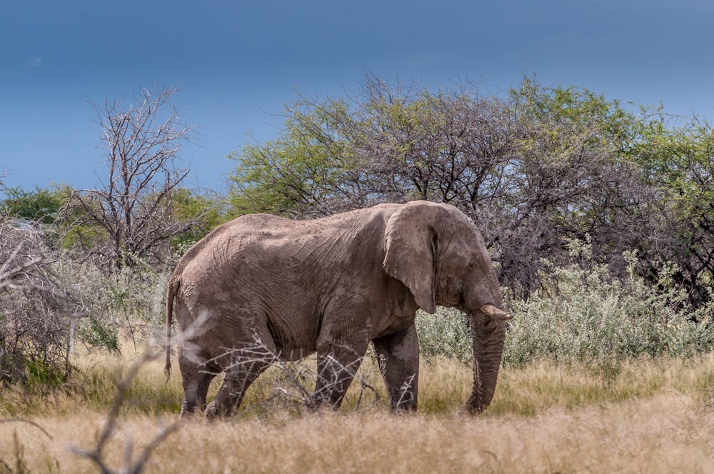 gray elephant walking near tree