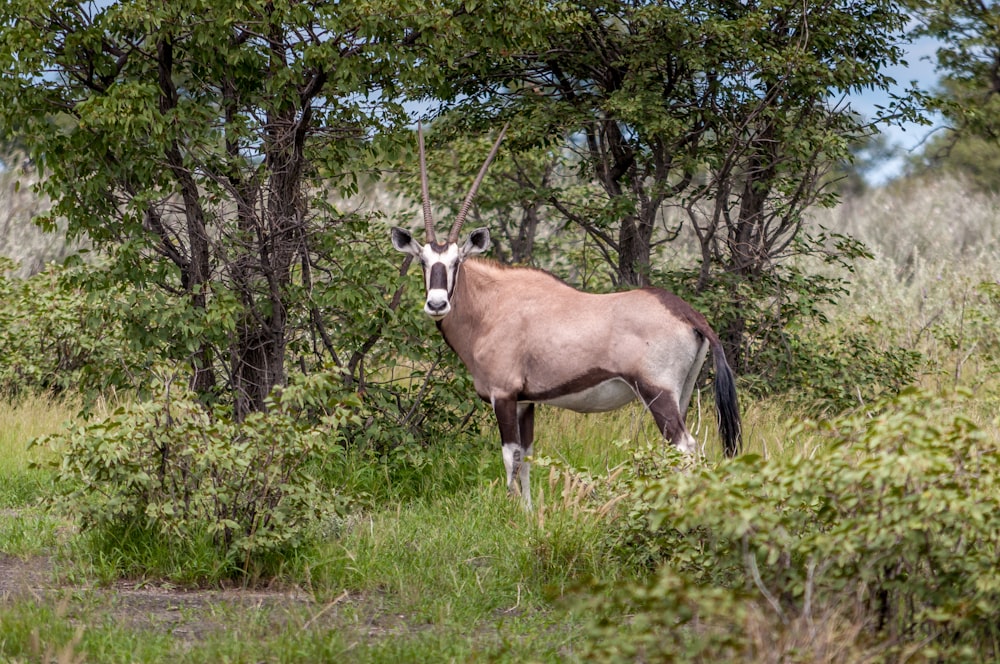 brown and black horned animal during daytime