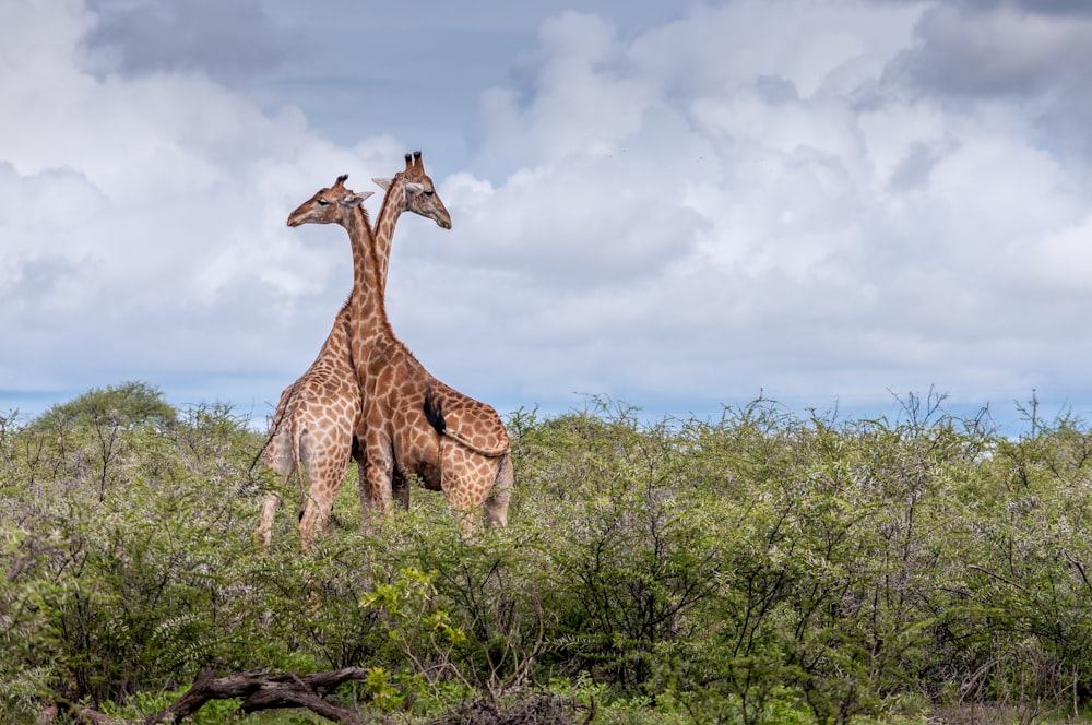 Duas girafas no campo de grama verde