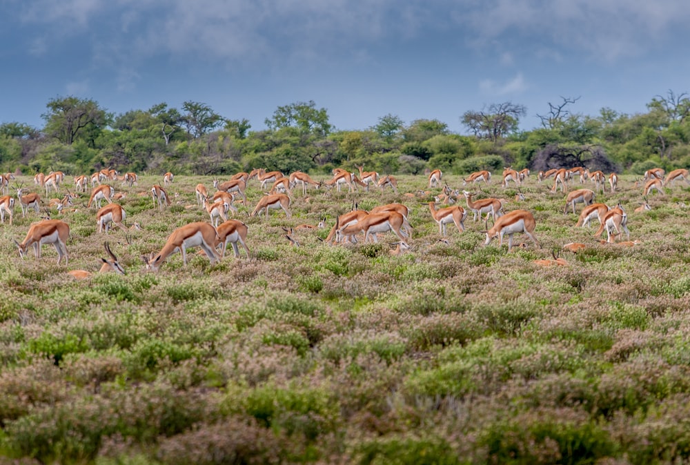group of deer in forest