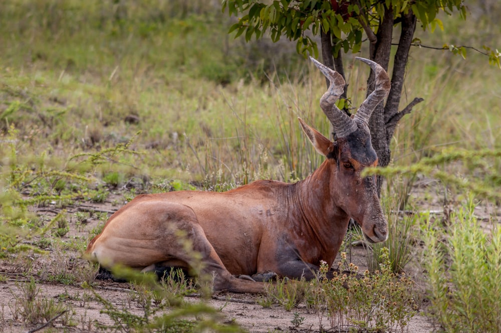 brown animal