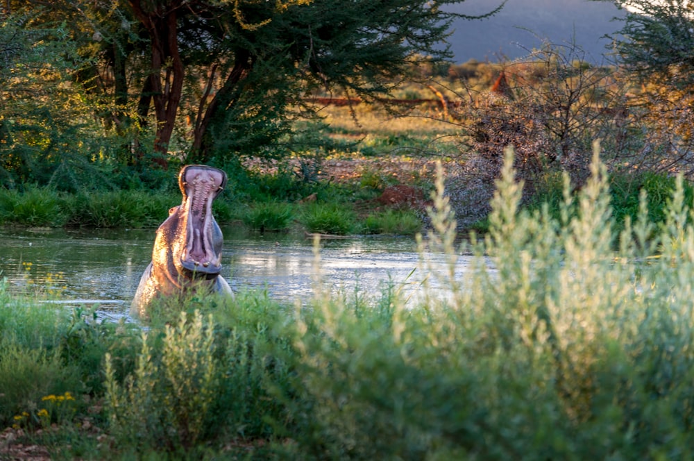 animal in lake