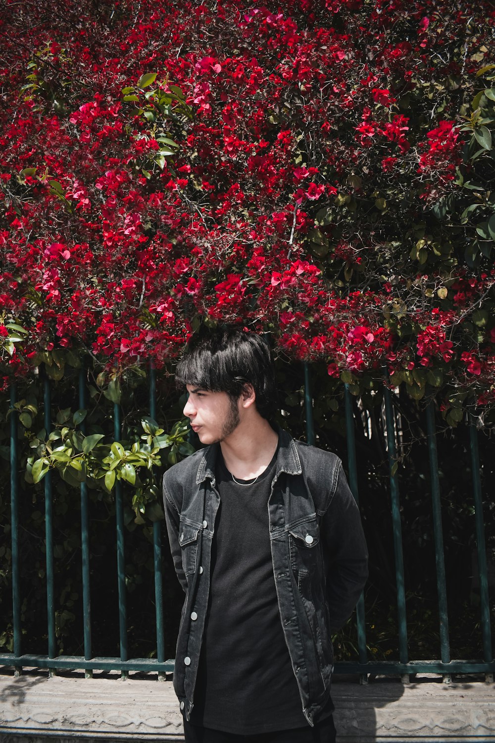 man near red petaled flower tree