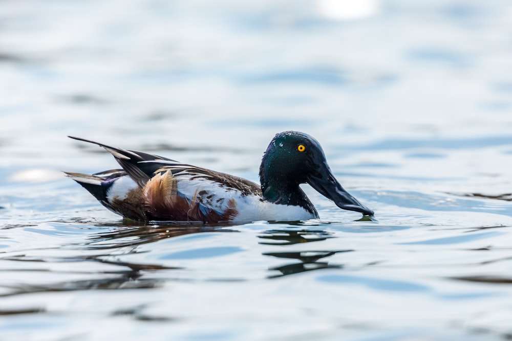 white and brown mallard duck