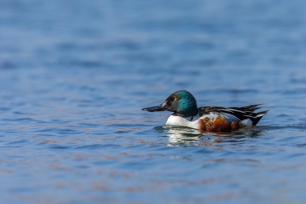 blue, black and white mallard duck in water