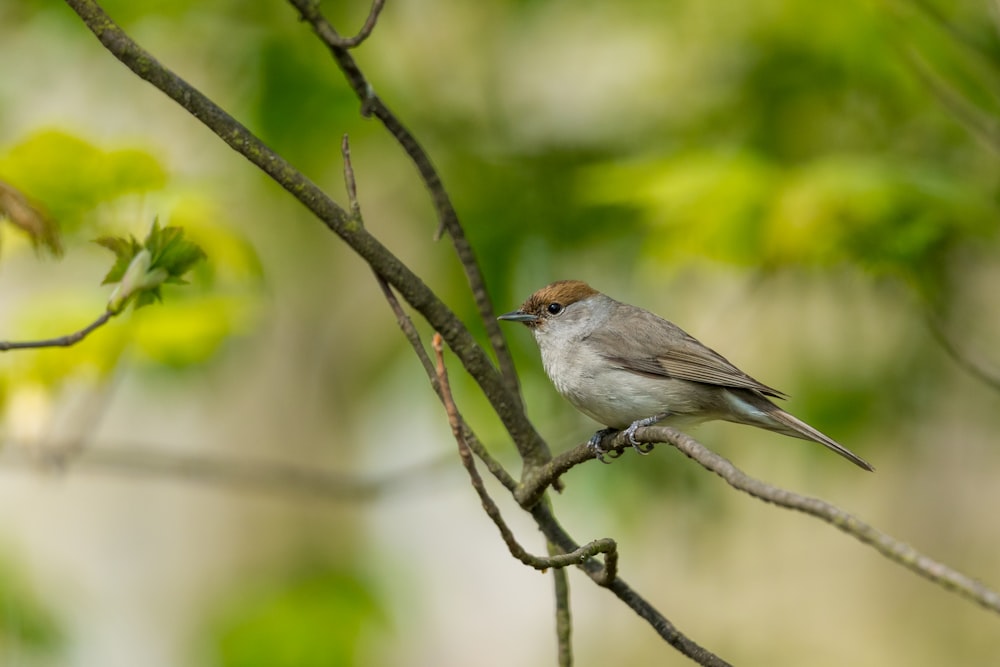 gray sparrow bird perched on tree branch selective focus photography
