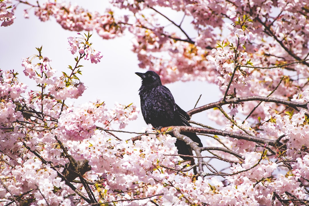 black bird on tree