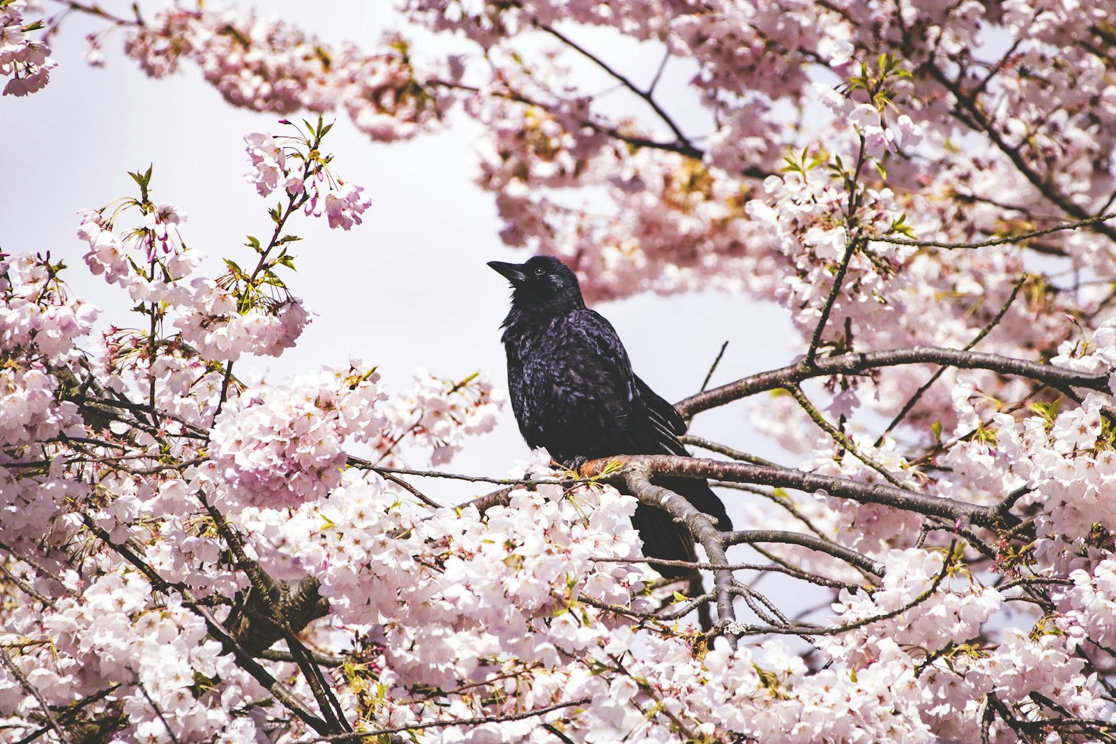 Canon EOS 750D (EOS Rebel T6i / EOS Kiss X8i) + Canon EF 70-300 F4-5.6 IS II USM sample photo. Black bird on tree photography