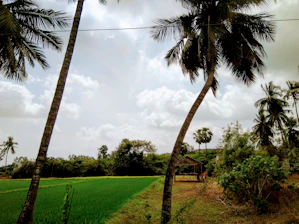A peaceful natural landscape with palm trees and clear skies at Fundo Los Cachos.